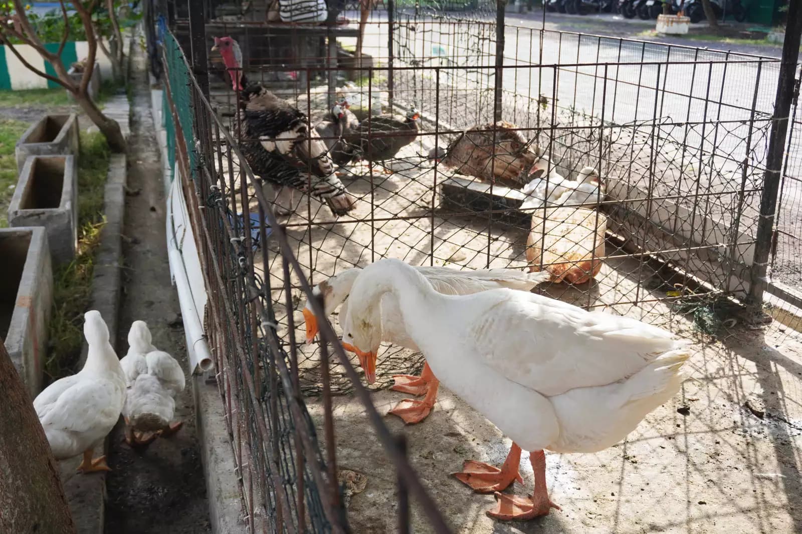 school mini zoo, animal educational facility, outdoor learning area.